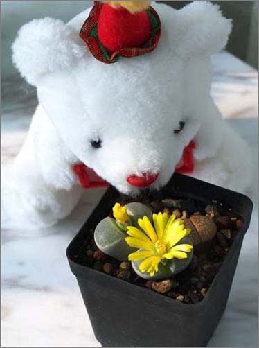 �T��Сʯ�������o�޾��ʼҾ�