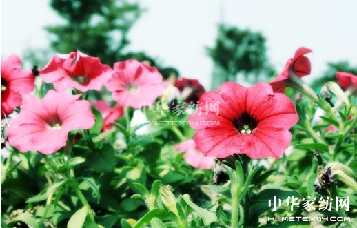 ���z�c�㹲���Gɫ����