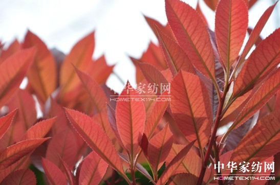 ���z������էů�������C