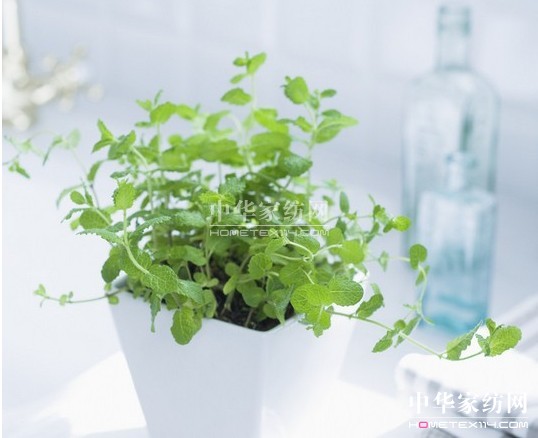 紫羅蘭小貼士 如何去除室內過敏源