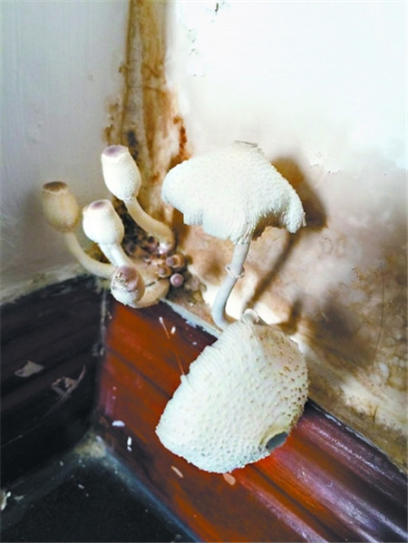 堂皇生活:家居用品除濕,過個“干爽”梅雨季