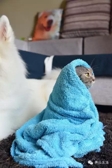 ��ԡ���ë�����Ԍ��ͣ�ë��Ҳ�����v����