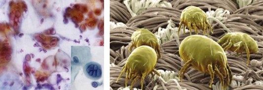 紫羅蘭家紡:愛上益生君,愛上360°潔凈裸睡