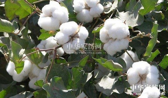 ��ԡ����������������Ļ�--�޻���