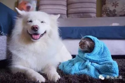 ��ԡ���ë�����Ԍ��ͣ�ë��Ҳ�����v����