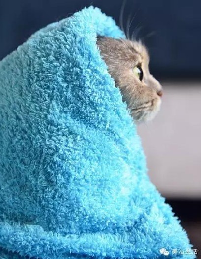 ��ԡ���ë�����Ԍ��ͣ�ë��Ҳ�����v����