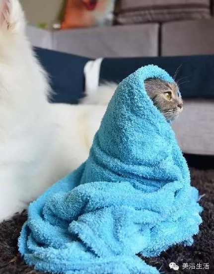 ��ԡ���ë�����Ԍ��ͣ�ë��Ҳ�����v����