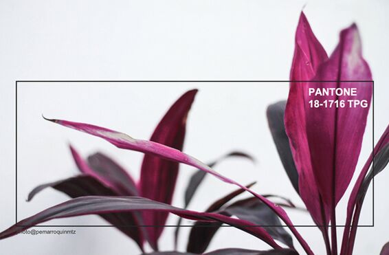 室內紡織品設計偏愛2019秋冬流行色——布朗紅