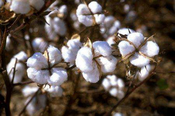 ��������Ȼ�����ߣ��ѻ��Ҽ��ĸ�ɽ���w������s�ߴ����﷦����